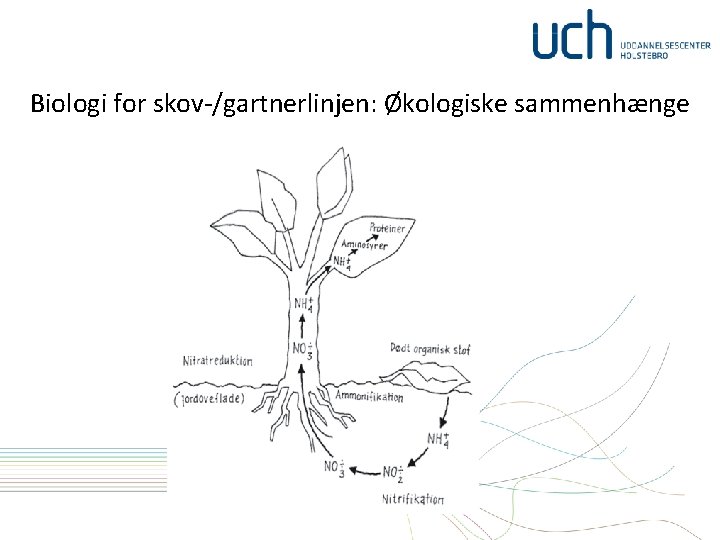 Biologi for skov-/gartnerlinjen: Økologiske sammenhænge 