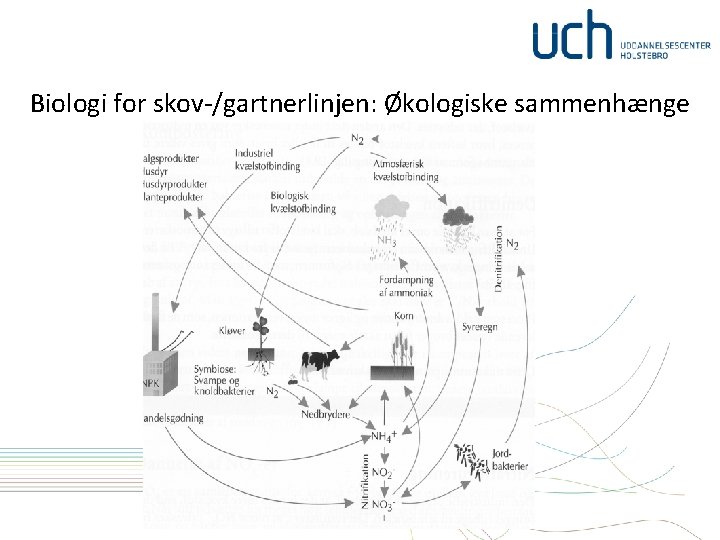 Biologi for skov-/gartnerlinjen: Økologiske sammenhænge 