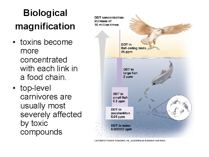 Biological magnification • toxins become more concentrated with each link in a food chain.