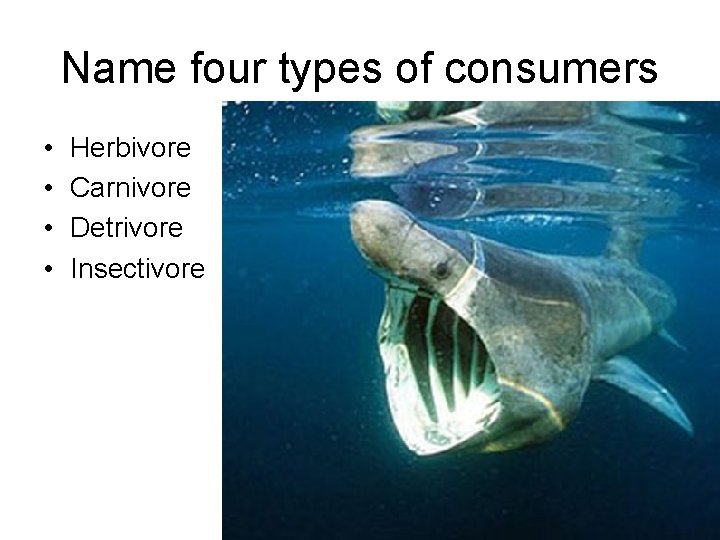 Name four types of consumers • • Herbivore Carnivore Detrivore Insectivore 