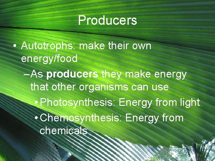 Producers • Autotrophs: make their own energy/food – As producers they make energy that