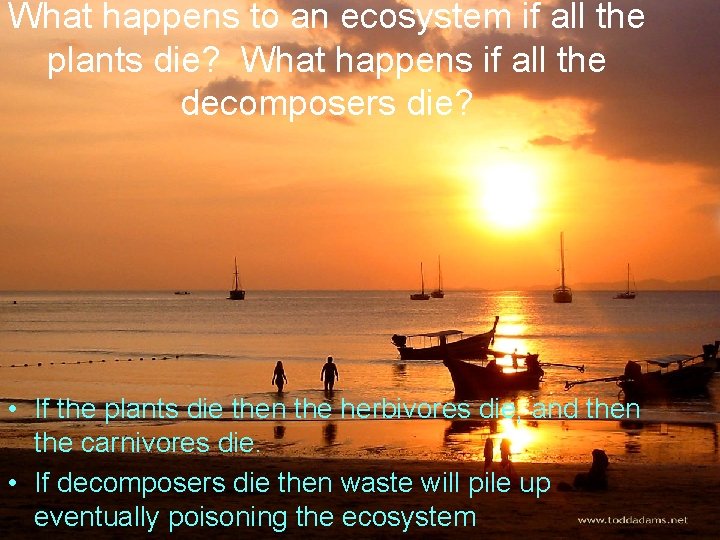 What happens to an ecosystem if all the plants die? What happens if all