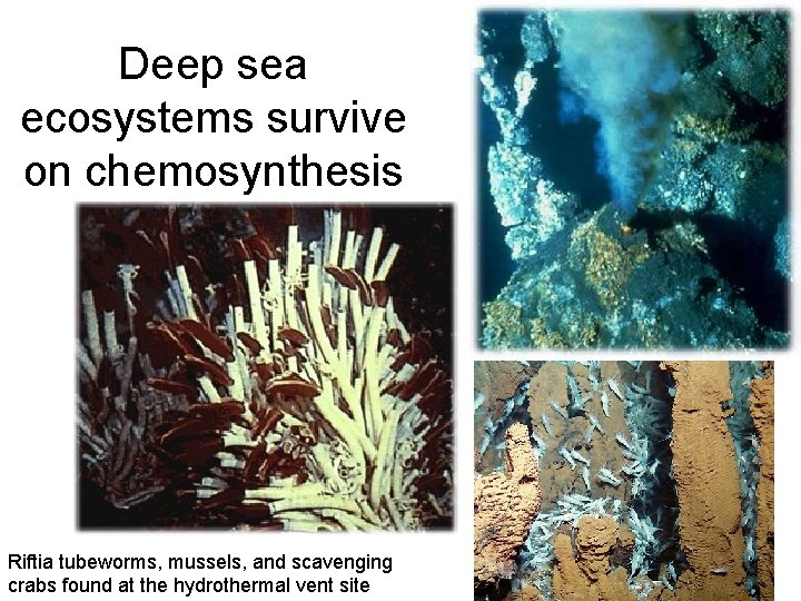 Deep sea ecosystems survive on chemosynthesis Riftia tubeworms, mussels, and scavenging crabs found at