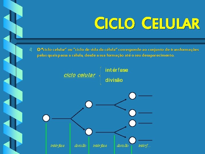 CICLO CELULAR b O “ciclo celular” ou “ciclo de vida da célula” corresponde ao