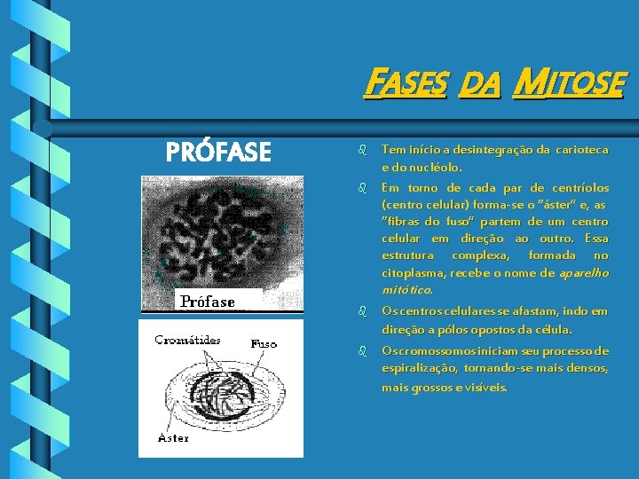 FASES DA MITOSE PRÓFASE b b Tem início a desintegração da carioteca e do