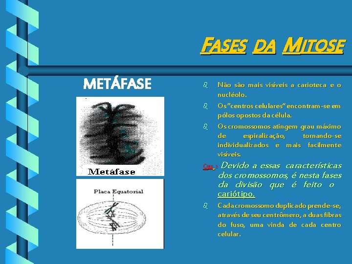 FASES DA MITOSE METÁFASE b b b Não são mais visíveis a carioteca e