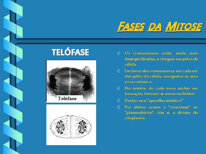 FASES DA MITOSE TELÓFASE b b b Os cromossomos estão ainda mais desespiralizados, e