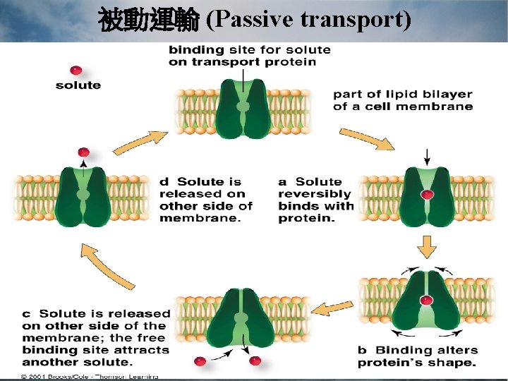 被動運輸 (Passive transport) 