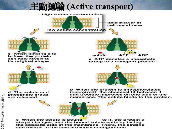 主動運輸 (Active transport) 