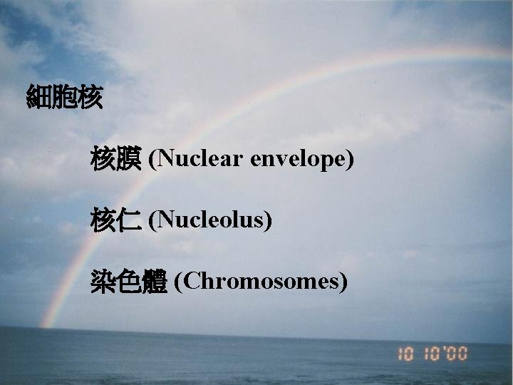 細胞核 核膜 (Nuclear envelope) 核仁 (Nucleolus) 染色體 (Chromosomes) 