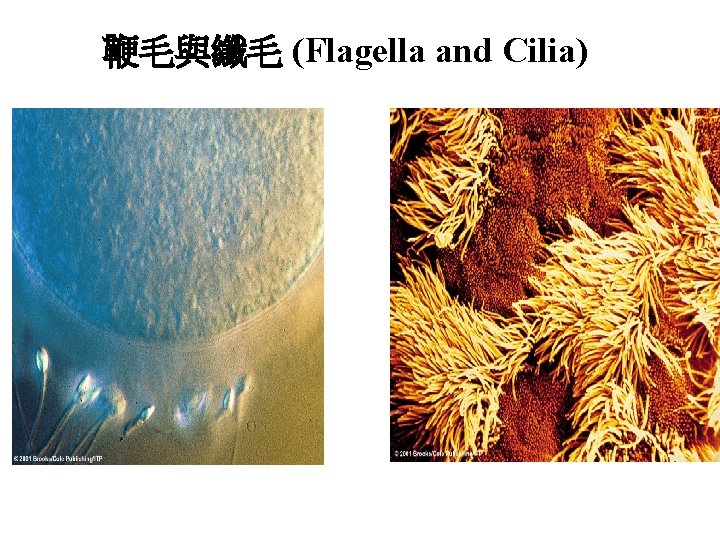 鞭毛與纖毛 (Flagella and Cilia) 