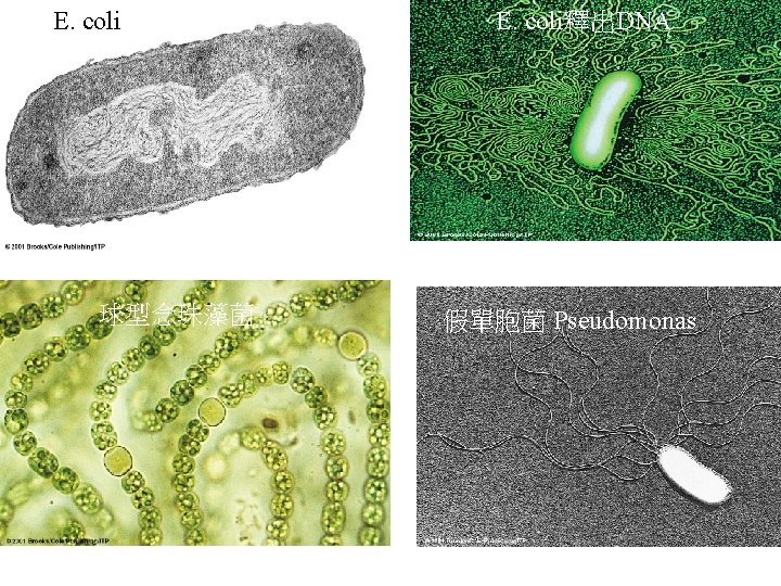 E. coli 球型念珠藻菌 E. coli釋出DNA 假單胞菌 Pseudomonas 