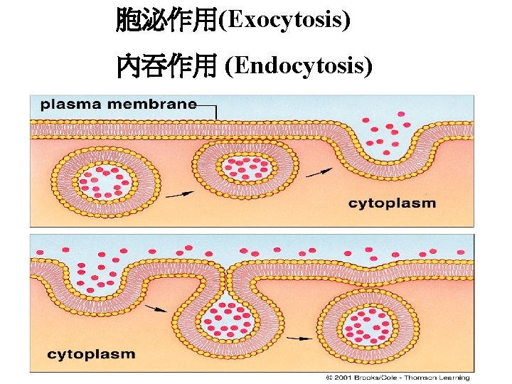 胞泌作用(Exocytosis) 內吞作用 (Endocytosis) 