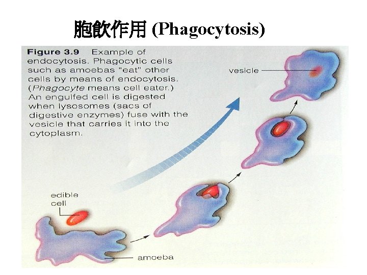 胞飲作用 (Phagocytosis) 