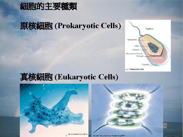 細胞的主要種類 原核細胞 (Prokaryotic Cells) 真核細胞 (Eukaryotic Cells) 
