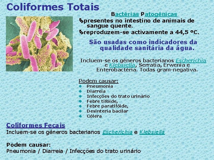 Coliformes Totais Bactérias Patogénicas presentes no intestino de animais de sangue quente. reproduzem-se activamente