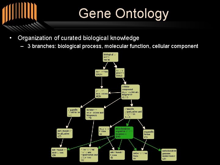 Gene Ontology • Organization of curated biological knowledge – 3 branches: biological process, molecular