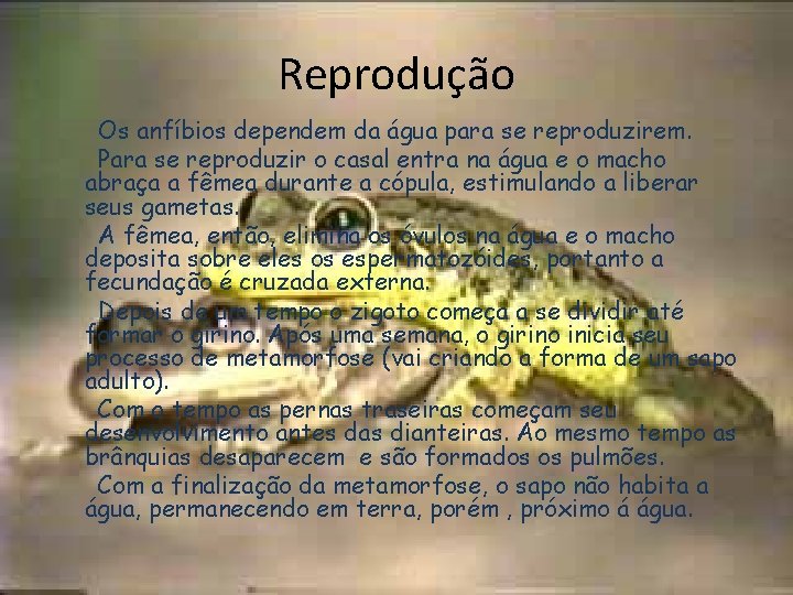 Reprodução Os anfíbios dependem da água para se reproduzirem. Para se reproduzir o casal