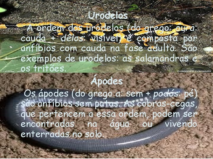 Urodelos A ordem dos urodelos (do grego: oura: cauda + dêlos: visível) é composta