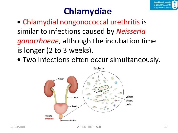 Chlamydiae Chlamydial nongonococcal urethritis is similar to infections caused by Neisseria gonorrhoeae, although the