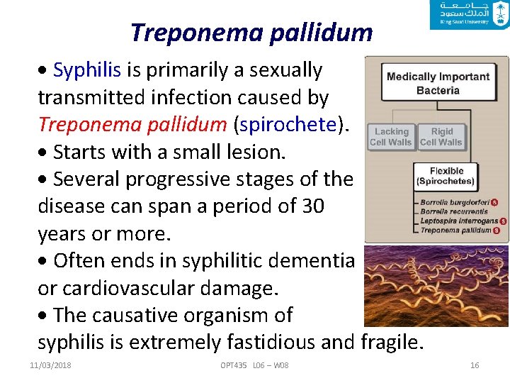 Treponema pallidum Syphilis is primarily a sexually transmitted infection caused by Treponema pallidum (spirochete).