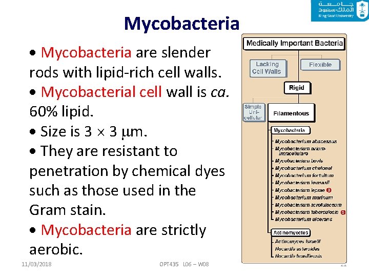 Mycobacteria are slender rods with lipid-rich cell walls. Mycobacterial cell wall is ca. 60%