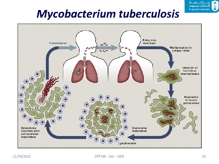 Mycobacterium tuberculosis 11/03/2018 OPT 435 L 06 – W 08 24 