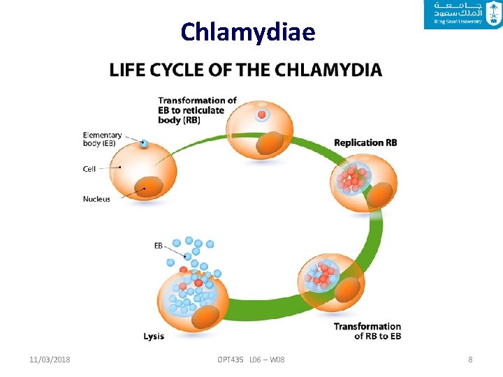 Chlamydiae 11/03/2018 OPT 435 L 06 – W 08 8 