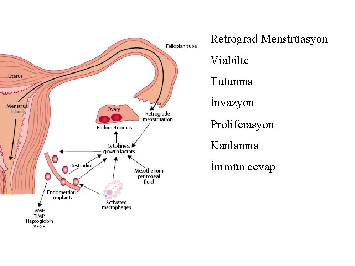 Retrograd Menstrüasyon Viabilte Tutunma İnvazyon Proliferasyon Kanlanma İmmün cevap 