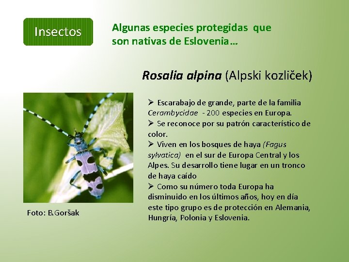 Insectos Algunas especies protegidas que son nativas de Eslovenia… Rosalia alpina (Alpski kozliček) Foto: