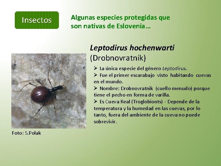 Insectos Algunas especies protegidas que son nativas de Eslovenia… Leptodirus hochenwarti (Drobnovratnik) Ø La