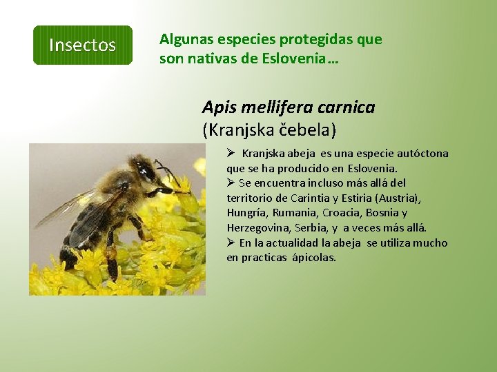 Insectos Algunas especies protegidas que son nativas de Eslovenia… Apis mellifera carnica (Kranjska čebela)