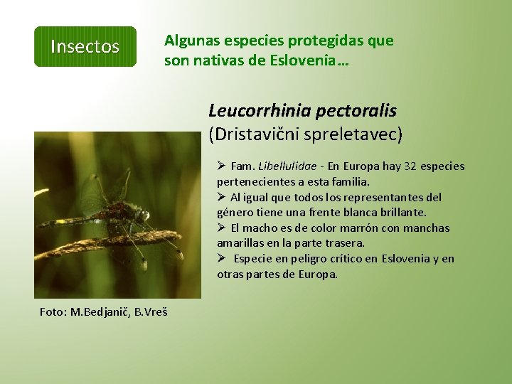 Insectos Algunas especies protegidas que son nativas de Eslovenia… Leucorrhinia pectoralis (Dristavični spreletavec) Ø