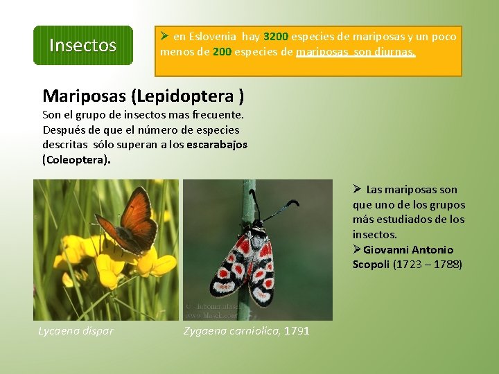 Insectos Ø en Eslovenia hay 3200 especies de mariposas y un poco menos de