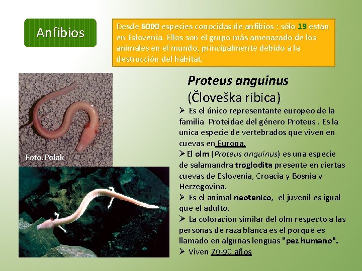 Anfibios Desde 6000 especies conocidas de anfibios ; sólo 19 están en Eslovenia. Ellos