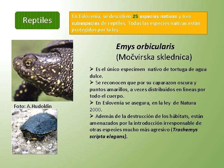 Reptiles En Eslovenia, se describen 25 especies nativas y tres subespecies de reptiles. Todas
