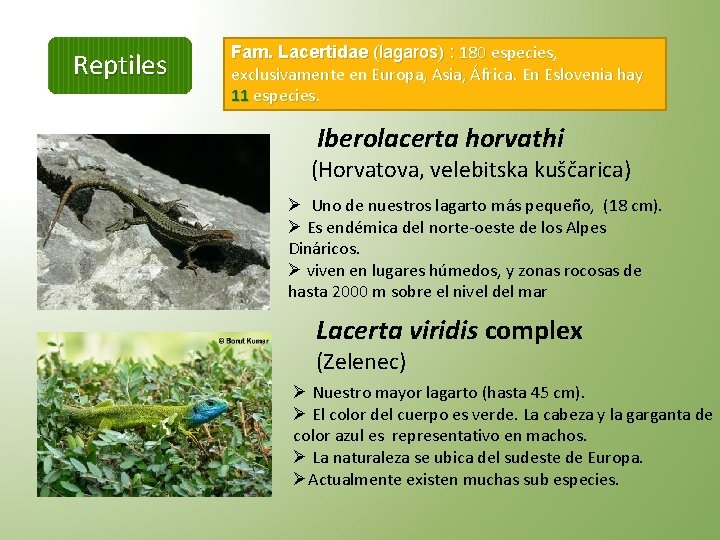 Reptiles Fam. Lacertidae (lagaros) : 180 especies, exclusivamente en Europa, Asia, África. En Eslovenia