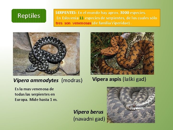 Reptiles SERPENTES: En el mundo hay aprox. 3000 especies. En Eslovenia 11 especies de