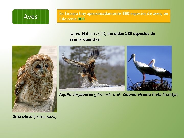 Aves En Europa hay aproximadamente 550 especies de aves, en Eslovenia 383. La red