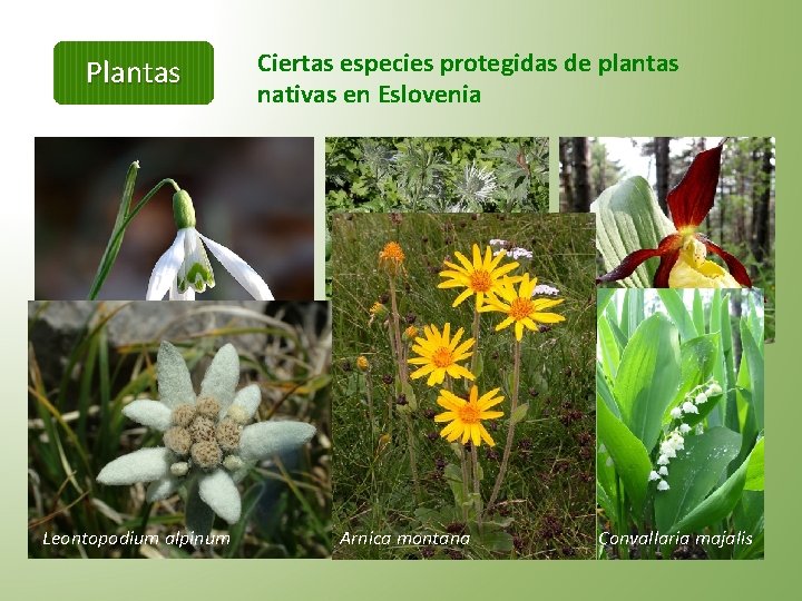 Plantas Ciertas especies protegidas de plantas nativas en Eslovenia Cypripedium calceolus Galanthus nivalis Leontopodium