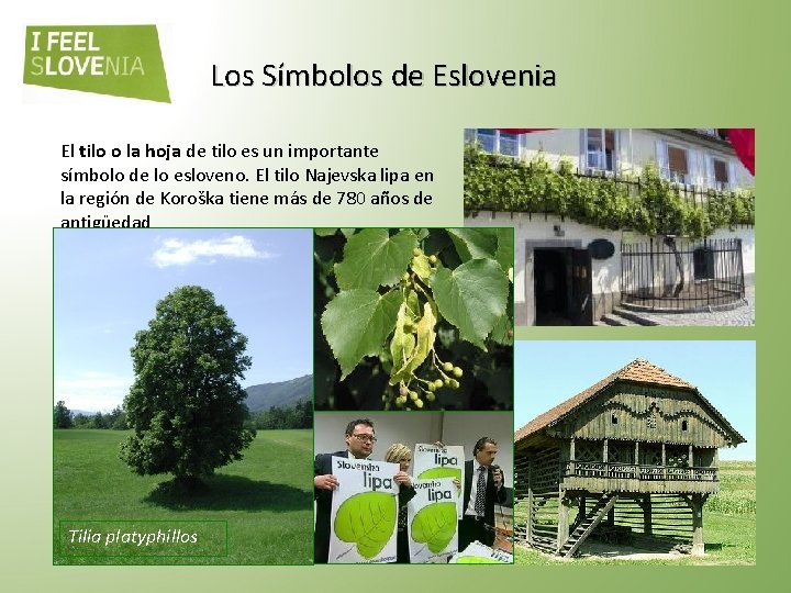 Los Símbolos de Eslovenia El tilo o la hoja de tilo es un importante