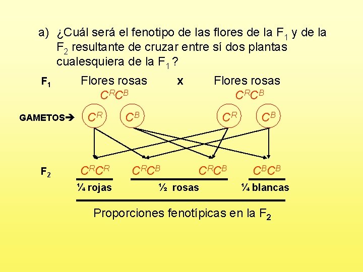 a) ¿Cuál será el fenotipo de las flores de la F 1 y de