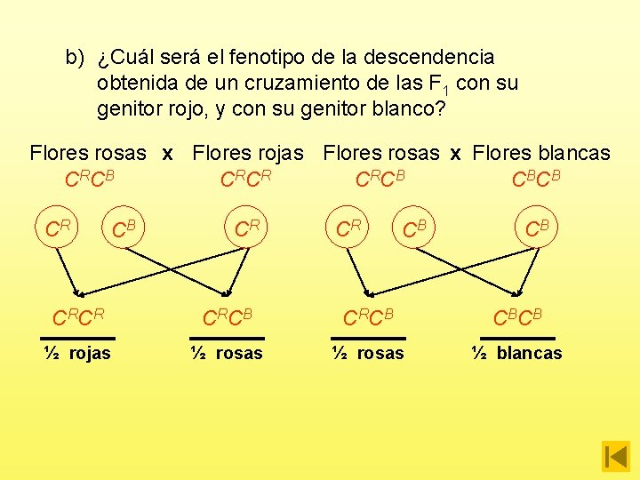 b) ¿Cuál será el fenotipo de la descendencia obtenida de un cruzamiento de las