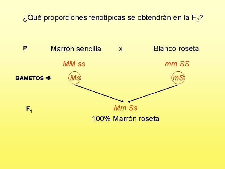 ¿Qué proporciones fenotípicas se obtendrán en la F 2? P Marrón sencilla GAMETOS F