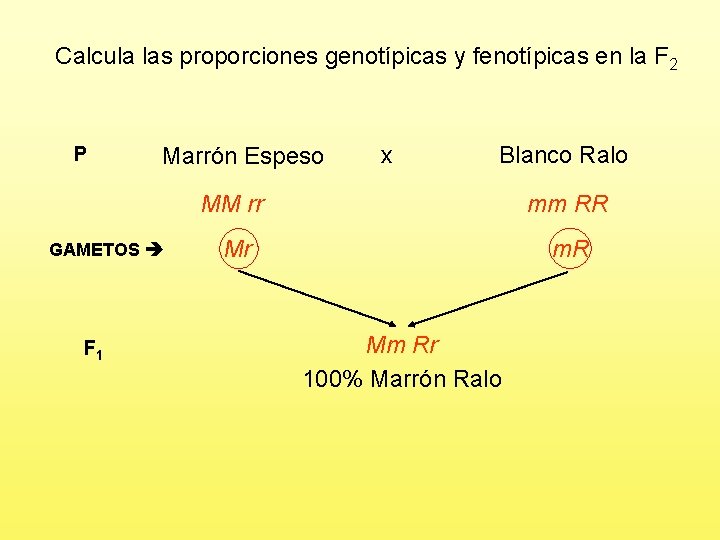 Calcula las proporciones genotípicas y fenotípicas en la F 2 P Marrón Espeso GAMETOS