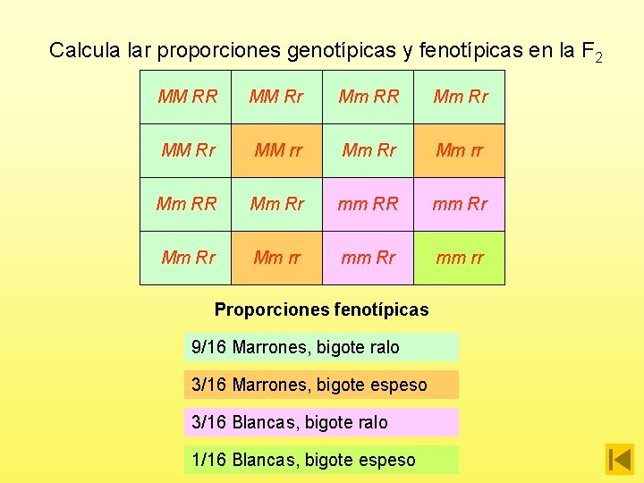 Calcula lar proporciones genotípicas y fenotípicas en la F 2 MM RR MM Rr