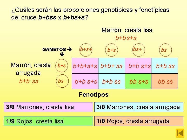 ¿Cuáles serán las proporciones genotípicas y fenotípicas del cruce b+bss x b+bs+s? Marrón, cresta