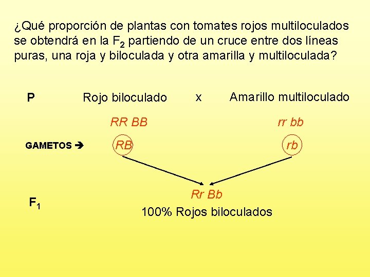 ¿Qué proporción de plantas con tomates rojos multiloculados se obtendrá en la F 2