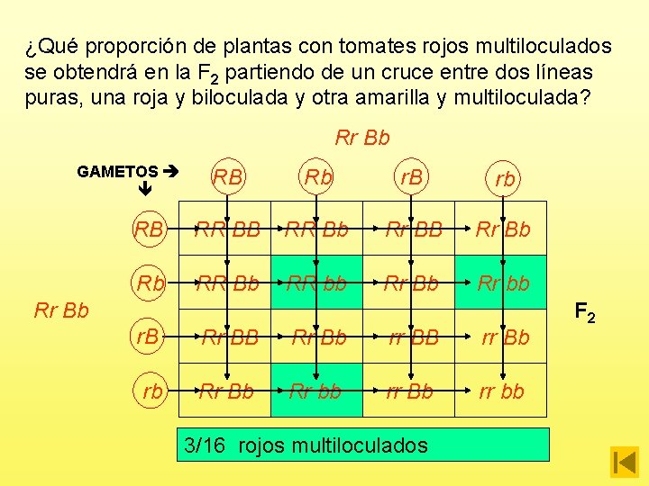 ¿Qué proporción de plantas con tomates rojos multiloculados se obtendrá en la F 2