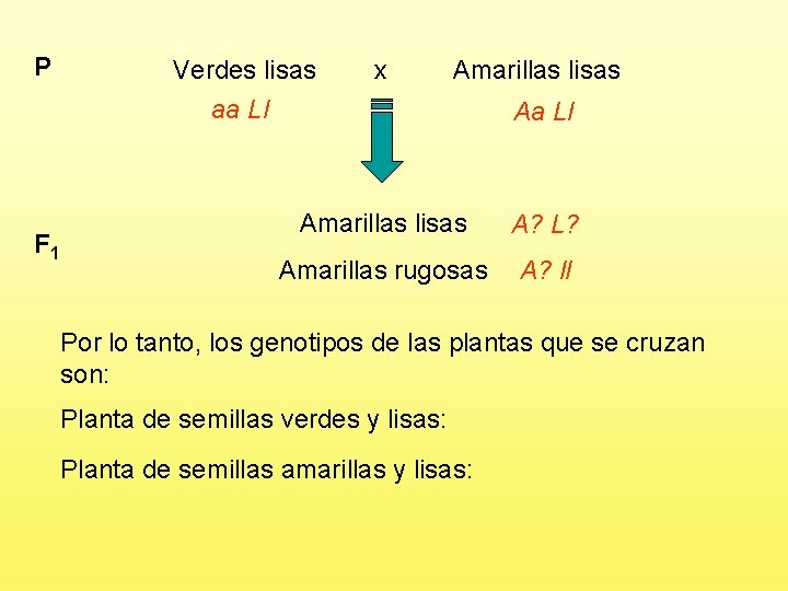 P F 1 Verdes lisas aa Ll x Amarillas lisas Aa Ll Amarillas lisas